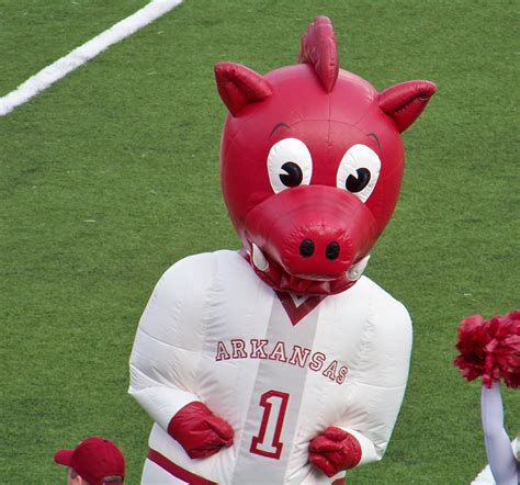 Hog mascot of arkansas
